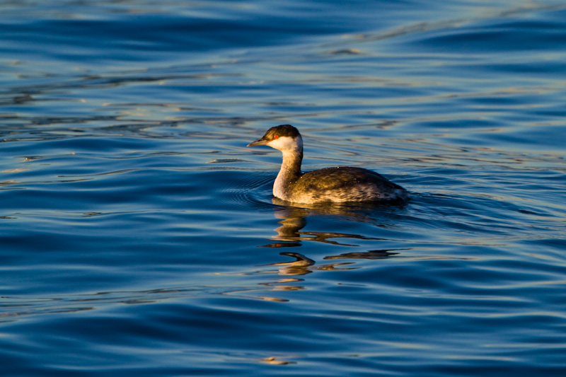 Horned Grebe